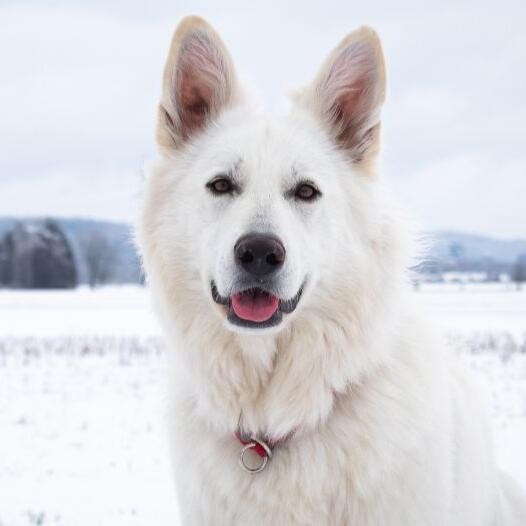 Swiss White Shepherd Dog Breed Information Purina